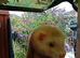 Gorgeous baby ferrets