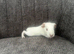 4 female guinea pig babies