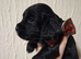 3 stunning kc registered puppies left