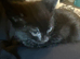 Beautiful male black kitten &pound;70
