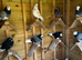 Quality stock and 2025 roller pigeons for sale