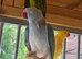 Indian ringnecks