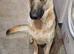* 1 boy left *Great white stunning german sheherd boy pups for sale