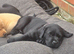 Labrador puppies available