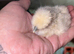 One white silkie day old left