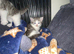 Persian cross British short hair ready now