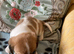3  lovely CavaJacks for sale