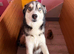 little Pomsky’s puppies small 3 girls 2 boys reduce in price