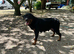 Rottweiler x GSD