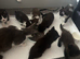 Last 3 kittens looking for homes! Stunning babies all male!
