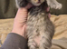 Maine coon pedigree kittens