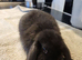Beautiful Mini lop looking good a home.