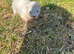 FERRETS