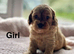 3 lovely cockapoo puppies ready to leave from 1st June