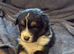 Aussie Blue Merle, Black tri pedigree