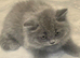 British longhair