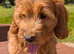 Quality DNA clear Cockapoo puppies from Licensed Breeder