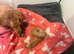 5 toy poodle puppy&rsquo;s