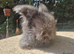 Full face angora buck