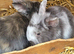 Dwarf lop babys