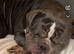 Freelance frenchie needs rehomed