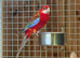 Rosella