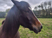 3 year old new forest cross