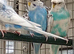 Helicopter budgies for sale