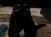 Tuxedo female cat