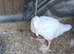 2 x 6 week old goslings