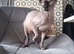 Rehome