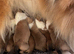 KC registered Sable and white puppies