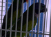 Darbiyn parrot Glasgow