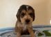 KC Registered Show Type Cocker Spaniel Puppies