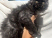 Maine coon black/smoke males
