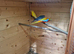 Neophema splendidain