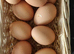Ayam Cemani fertile eggs for hatching