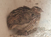 Japanese quails