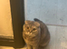 Purebreed 5 Year Female - Lily