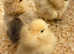 Silkie chicks available
