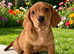 RKC Reg Dachshund puppies
