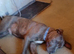 Staffie