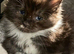 Stunning Maine coon Hugh kittens