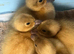 Welsh Harlequin Ducklings hatched 23/5/26