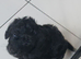 Beautiful cockapoo puppies F1