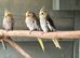Cockatiels babies ready for new homes.