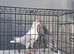 Almond Breeder Pigeon Pair