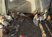 Snowflake bobwhite quail