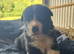 Working Border Collie Pups