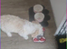 Bichon cross for rehoming